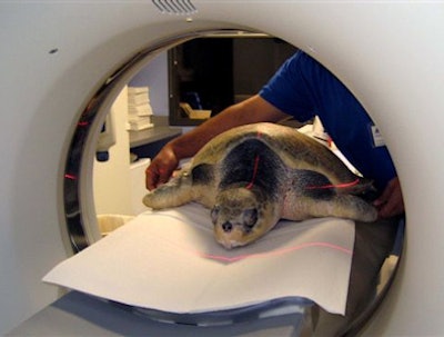 2008 10 16 11 01 26 437 Sea Turtle In Ct Scanner Resizedv2