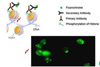 2010 04 02 13 25 06 17 Kufner dsb method V2