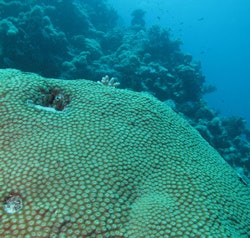 2010 07 30 14 48 42 627 Coral 250