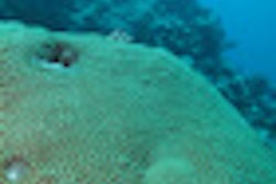 2010 07 30 14 58 18 305 Coral Thumb V2