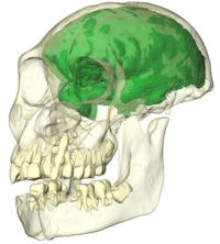 A reconstruction of the juvenile skull (partially transparent) with the brain endocast depicted in green. Image courtesy of Witwatersrand University and Kristian Carlson, PhD.