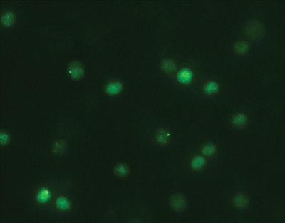 2012 05 04 16 30 59 629 Kuefner fig2d