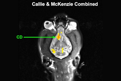 2012 05 17 14 54 48 696 F Mri Dog Combined 394