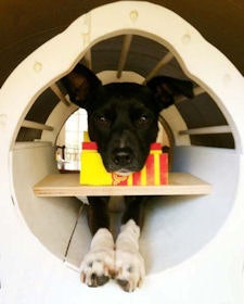 Callie practicing in replicated head coil