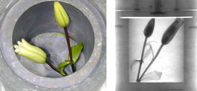 At left, a digital camera picture of an open lead cask with flowers inside. At right, a neutron image acquired through the lead walls of the cask, demonstrating the power of neutrons to pass through otherwise 'impenetrable' materials with enough sensitivity to reveal details such as the leaf veins. Image courtesy of DARPA.
