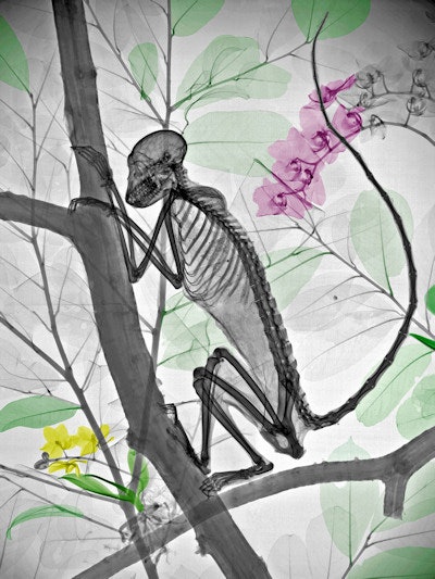 'Monkey (mummificated)'