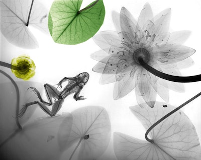 'Frog waterlily'