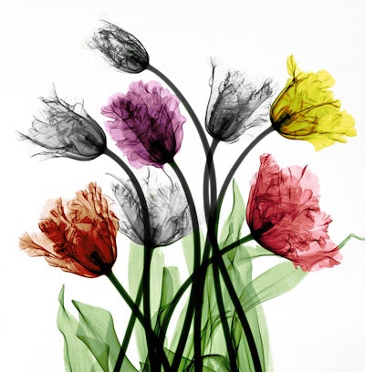 'French tulips'