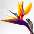 2014 10 08 10 52 35 220 Chameleon Strelitzia 200