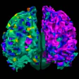 2015 03 24 15 57 30 79 Pah Brains 200