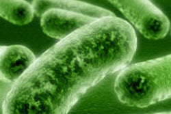 2015 06 17 16 02 10 644 Bacteria 200