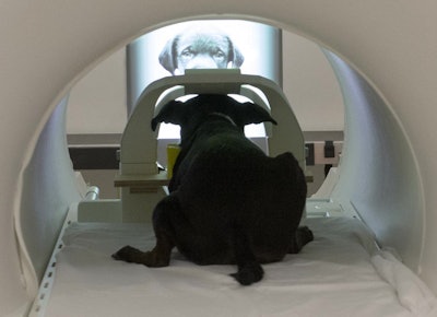 Dogs were trained to view images while undergoing fMRI scans. Photo by Dr. Gregory Berns, PhD.