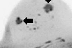 2015 09 29 15 45 09 465 Bickelhaupt Fig3a 400 20150929225222