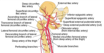 Shema of arteries arising from the iliac and femoral arteries, including pudendal arteries, Human Leg Bones, McStrother.