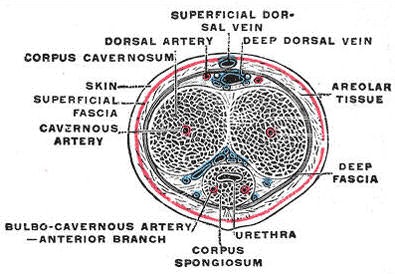 The penis in transverse section, showing the blood vessels. Gray's Anatomy, 1918.