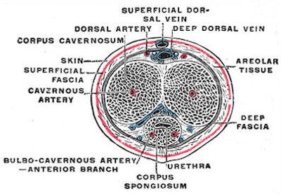 The penis in transverse section, showing the blood vessels. Gray's Anatomy, 1918.
