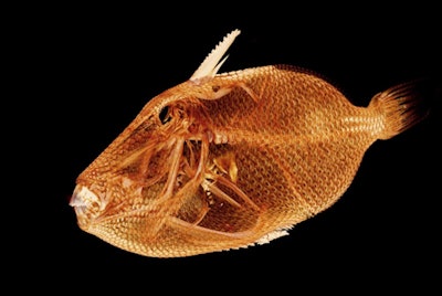 Above, Rhinecanthus aculeatus. Below, Trinectes maculatus.