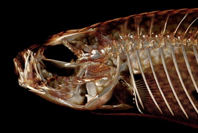 Above, Orestias sp. Below, Pervagor melanocephalus.