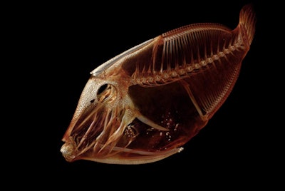 Above, Cantherhines sandwichiensis. Below, Trichomycterus maculatus. All images courtesy of Adam Summers, PhD.