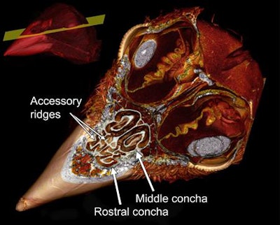 Image created from a 3D rendering of a CT scan shows the nasal conchae inside the bill of a song sparrow, which help it conserve water and regulate the temperature of inhaled air. Credit: E. Gulson-Castillo and E. Sibbald.