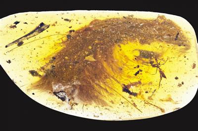 Photograph shows the tip of a preserved dinosaur tail section, showing carbon film at its surface exposure and feathers arranged in keels down both sides of the tail. Image courtesy of Royal Saskatchewan Museum (RSM/R.C. McKellar).