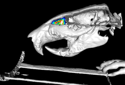 The PET/CT image illustrates the PET tracer in the olfactory epithelium after injection into a rat. The signal volume and intensity (colored area) represent the mature olfactory neuron population, which can be used to assess neurodegeneration and neuroregeneration as a function of normal processes or disease. Image courtesy of Jacob Hooker, PhD.