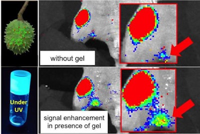 Molecules derived from horse chestnuts aid cancer imaging. Image courtesy of City College of New York.
