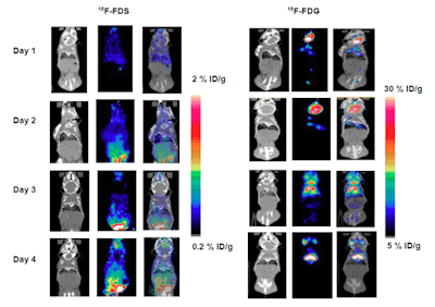Representative PET/CT images using the radiopharmaceuticals FDS and FDG in inflamed mice. CT images show clear inflammation on days 2 and 3 after inoculation, with corresponding high FDG uptake on PET. No significant uptake of FDS was detected for any of the four days. Images courtesy of University of Louisville School of Medicine.