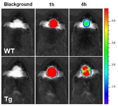 Near-infrared imaging of the brain of normal (upper row) and Alzheimer's-affected mice (bottom row) before and after injection of the new nanomaterial. The red color indicates the presence of plaques. Image courtesy of HKBU.