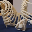 2019 07 17 20 14 8189 3 D Printing Bones 20190717204745