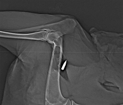 Dual-energy CT scan of bullet lodged in an animal cadaver near the humerus. Image reprinted from 'Identification of bullets based on their metallic components and x-ray attenuation characteristics at different energy levels on CT,' Gascho et al, AJR, September 2019, Vol. 213:3. Copyright © 2019.