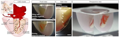 2019 09 12 16 36 5448 2019 09 13 3 D Printed Organs