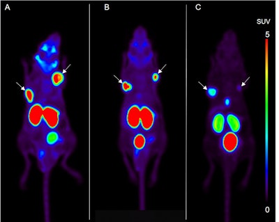 Maximum intensity projections of F-18 PSMA-1007 PET images in xenografts of mice with high (A), medium (B), and low (C) concentrations of the agent. Tumors are indicated by arrows. Tumor uptake was lower in the low-concentration group, compared with the other two sets of mice. Images courtesy of Soeda et al and the Journal of Nuclear Medicine.