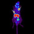 2019 11 15 23 33 3685 2019 11 18 Psma Pet Agent Jnm 400