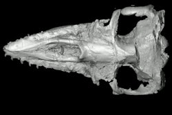 2021 05 25 00 48 7113 2021 05 24 Whale Dental 400