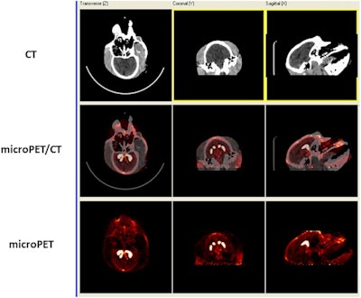 F-18 AV-133 micro-PET/CT brain images from a control monkey. Anatomical CT images are displayed in the top row and the molecular/functional microPET images in the bottom row. Once the images were loaded, the anatomical images were transposed onto the functional images and fused images were created, as seen in the middle row. Image courtesy of Neurotoxicology and Teratology.