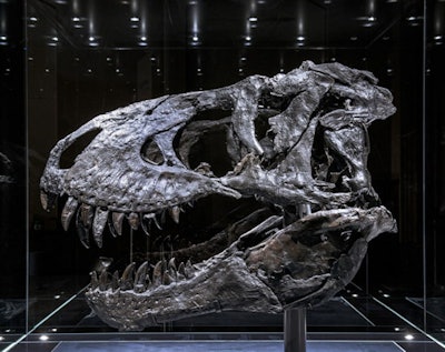 The 'Tristan Otto' T-rex skull that was examined by researchers.