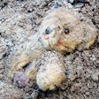 2022 04 25 23 47 5258 Teddy Bear Rubble 400