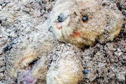 2022 04 25 23 47 5258 Teddy Bear Rubble 400