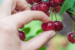 2022 06 22 18 49 8989 Cherry Picking 400