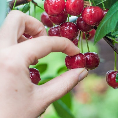 2022 06 22 18 49 8989 Cherry Picking 400