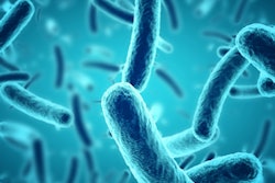 2021 08 24 23 10 6985 Bacteria Microscope 400