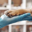 2023 06 22 18 09 8824 Dog Paw Hand 400