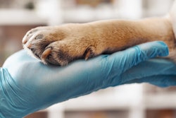 2023 06 22 18 09 8824 Dog Paw Hand 400