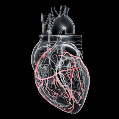 Artery Heart 3 D 400