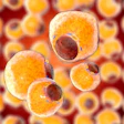 Fat Tissue Adipocytes 400