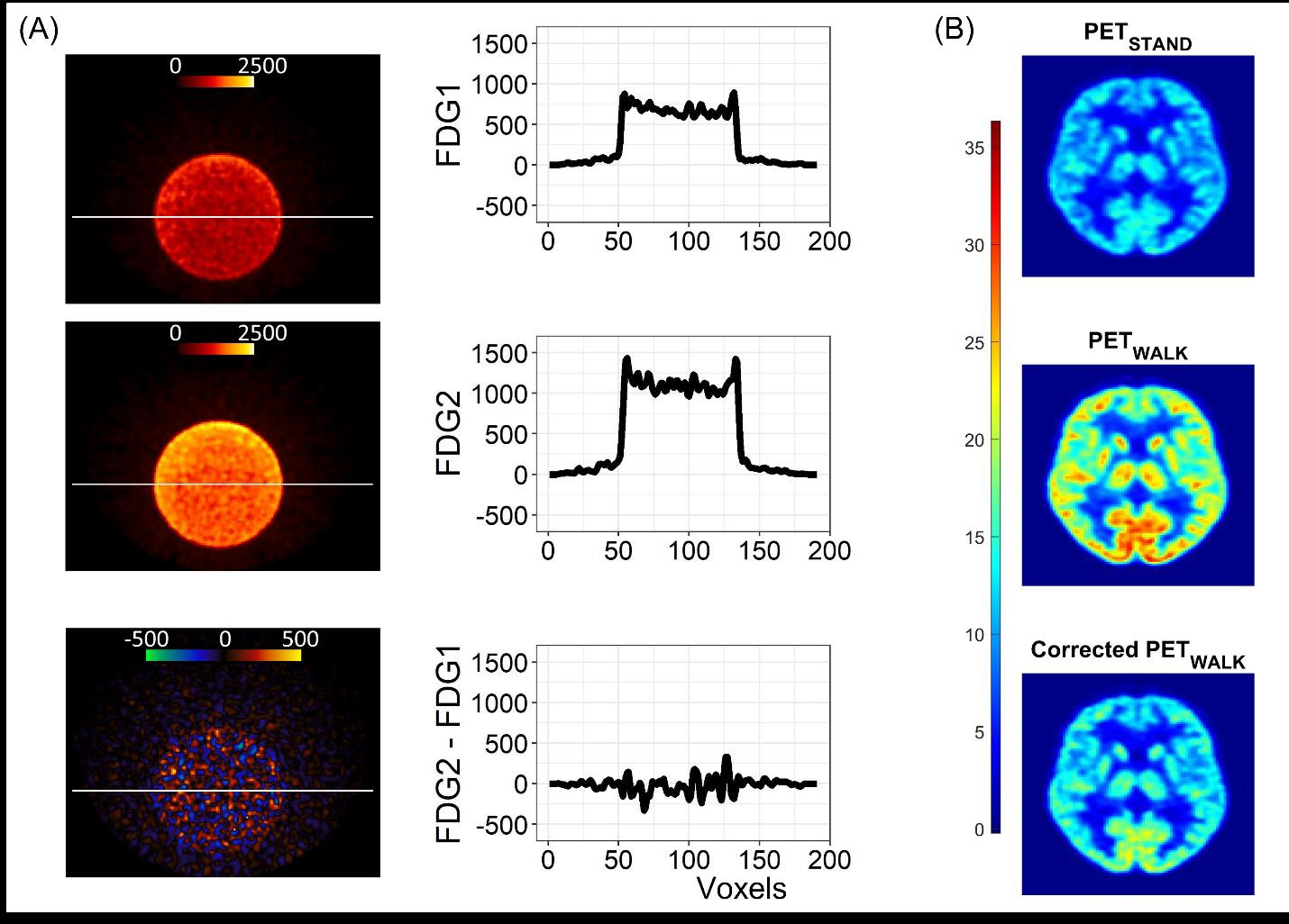 Data analysis validation. Panel A: Image and line profile through the bottle on scans 1 (top) and 2 (middle), and the difference image (bottom) calculated according to Equation 3. Panel B: Data from a representative participant showing the effect of the dose correction on the PETWALK image using Equation 1 when applied to co-registered images in native subject space. The images were then warped to standard Montreal Neurological Institute (MNI) space Top: PETSTAND, middle &ndash; uncorrected PETWALK, bottom &ndash; corrected PETWALK. The color bar shows image intensity across the three images. Image courtesy of NeuroImage.