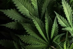 Cannabis
