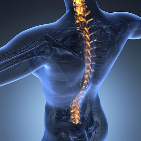 Back Spine Skeleton