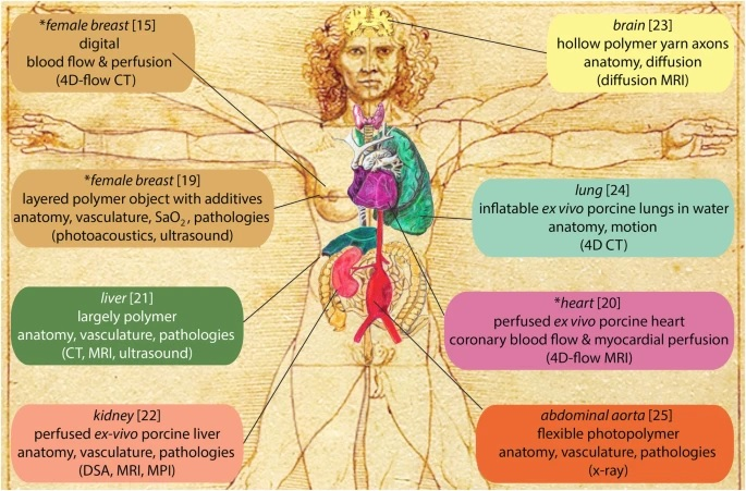 Examples of test objects that the authors classify as super phantoms. Asterisks indicate those presented in the article, with reference numbers provided in square brackets and the imaging modality for which the super phantom is intended in round brackets. The drawing of the body is inspired by the Vitruvian man created by Leonardo Da Vinci in 1490.